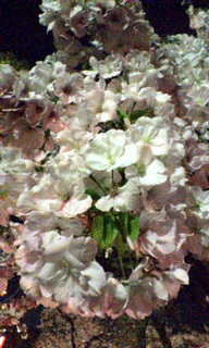 (untitled)